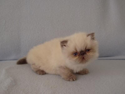 Allegro Dami Wild Caths CZ  blue point  kocour 1 měsíc ::: Cattery Dami Wild Caths CZ Colourpoints & Himalayans & Persians