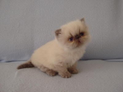 Allegro Dami Wild Caths CZ  blue point  kocour 1 měsíc ::: Cattery Dami Wild Caths CZ Colourpoints & Himalayans & Persians