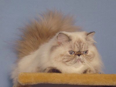 Nelly Hot Line Deste CZ, Persian Tortie Lynx Point, 10 months ::: Cattery Dami Wild Caths CZ Colourpoints & Himalayans & Persians